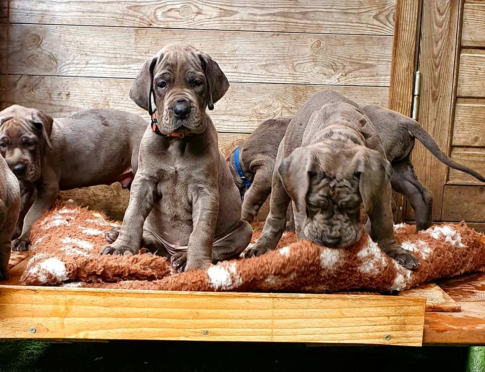 Des Hobereaux De La Zorn - Magnifiques chiots bleus LOF