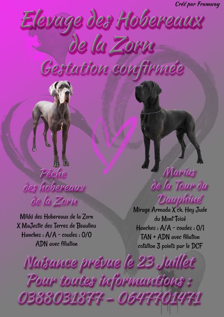 Des Hobereaux De La Zorn - Magnifiques chiots bleus LOF arrivée prévue le 23/07