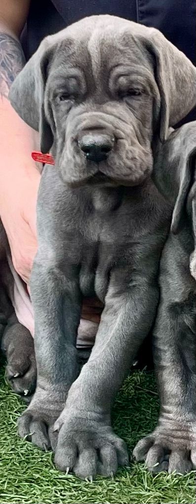 Des Hobereaux De La Zorn - Chiots disponibles - Dogue allemand
