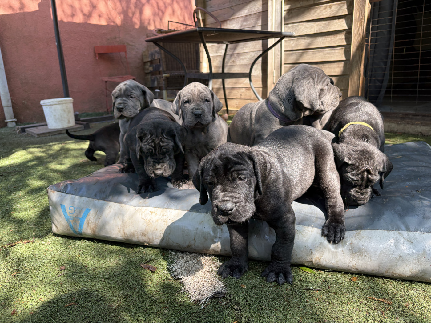 Chiot Dogue allemand Des Hobereaux De La Zorn
