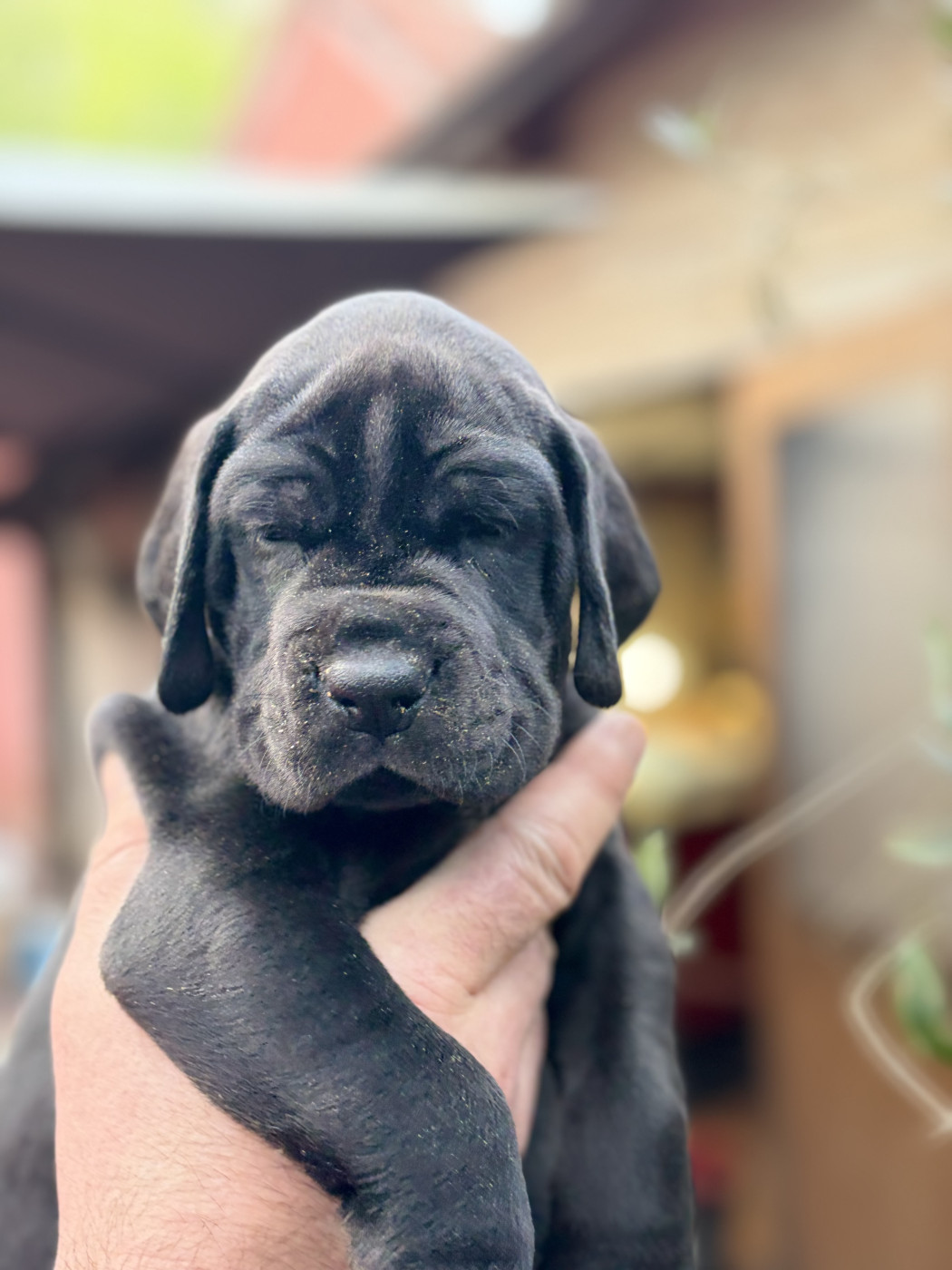 Des Hobereaux De La Zorn - Chiots disponibles - Dogue allemand