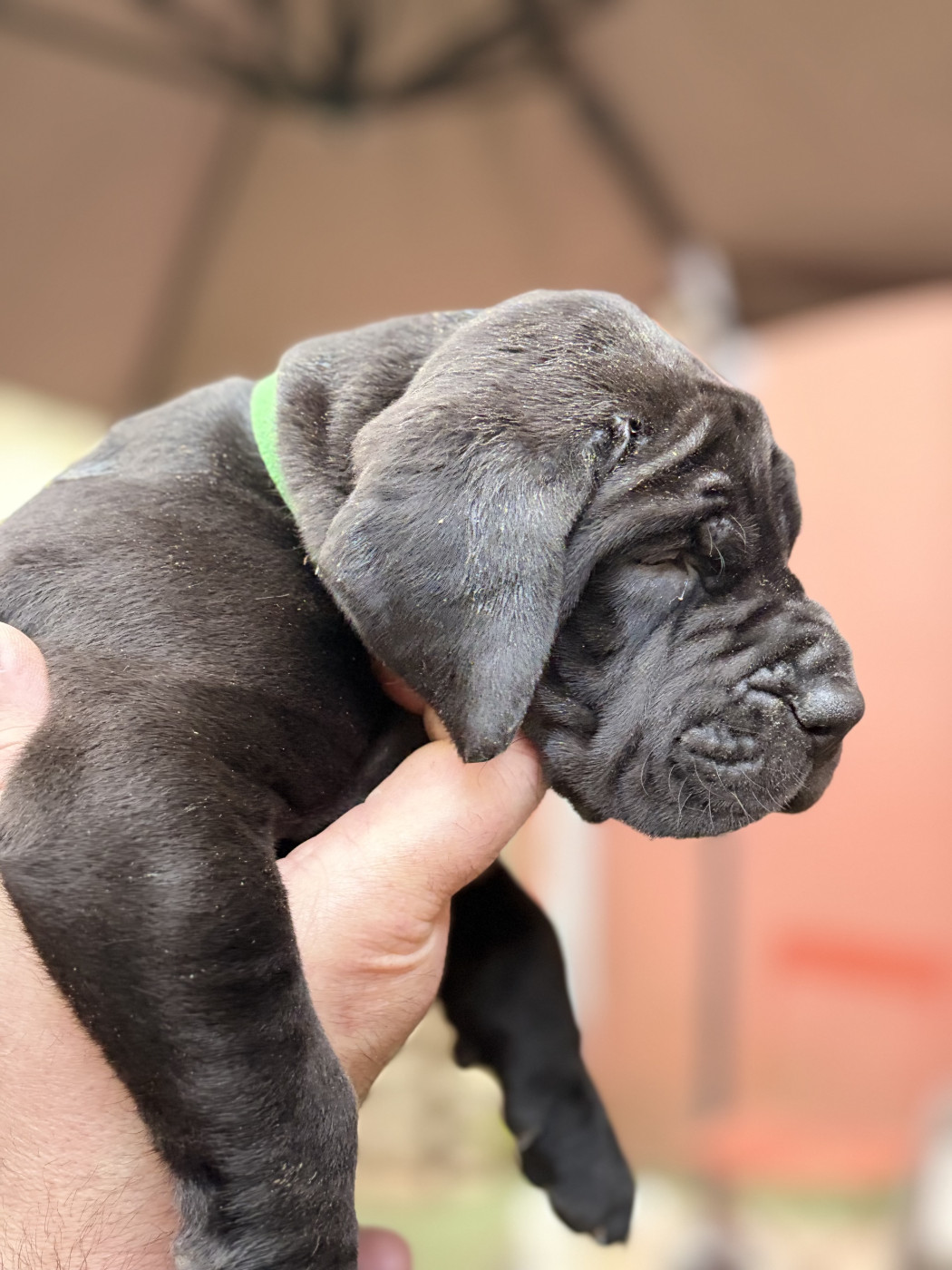 Des Hobereaux De La Zorn - Chiots disponibles - Dogue allemand