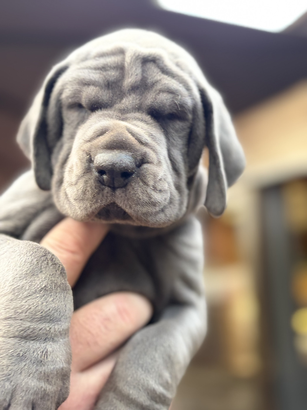 Des Hobereaux De La Zorn - Chiots disponibles - Dogue allemand