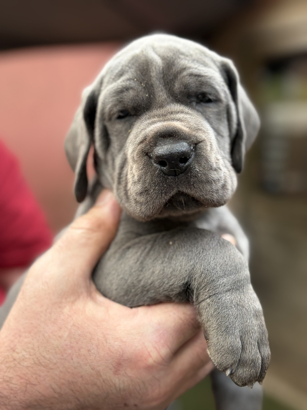 Des Hobereaux De La Zorn - Chiots disponibles - Dogue allemand