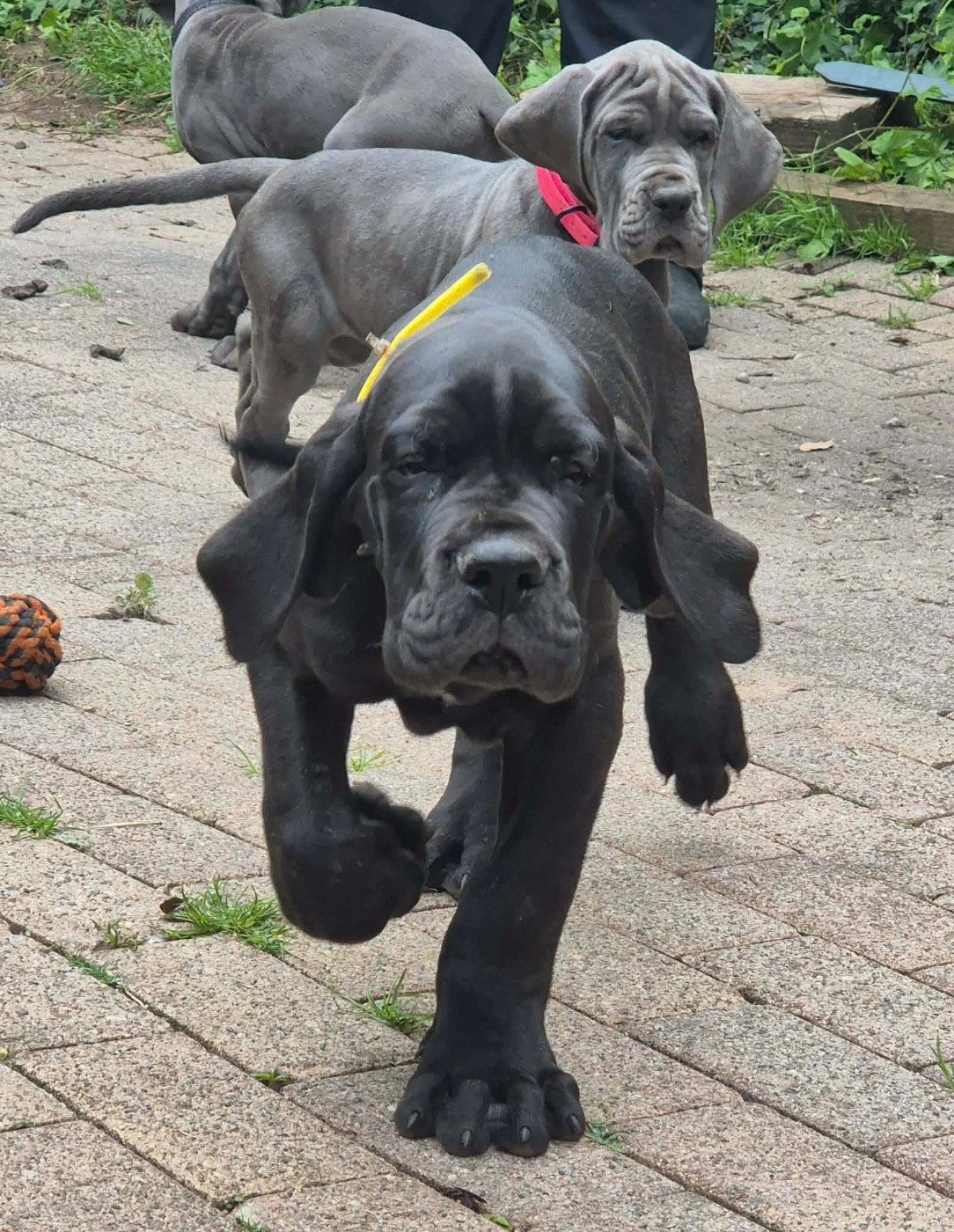 Des Hobereaux De La Zorn - Chiots disponibles - Dogue allemand