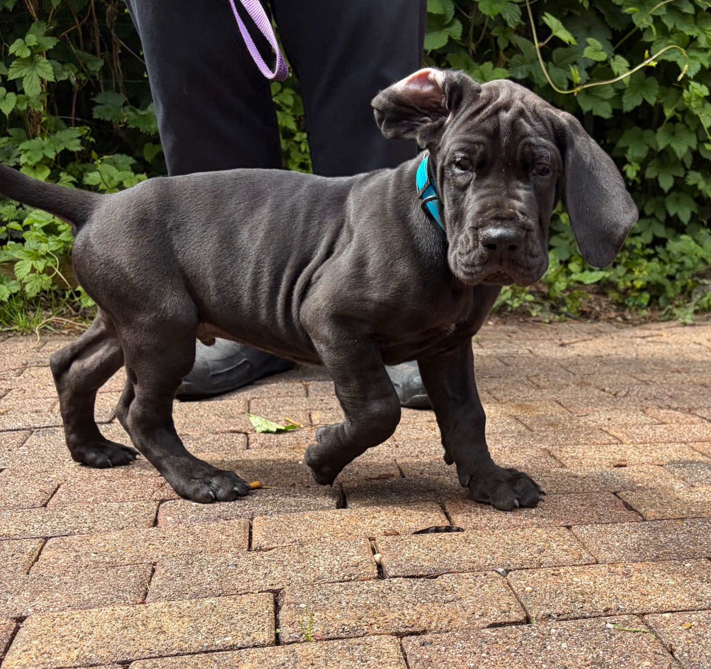 Des Hobereaux De La Zorn - Chiots disponibles - Dogue allemand