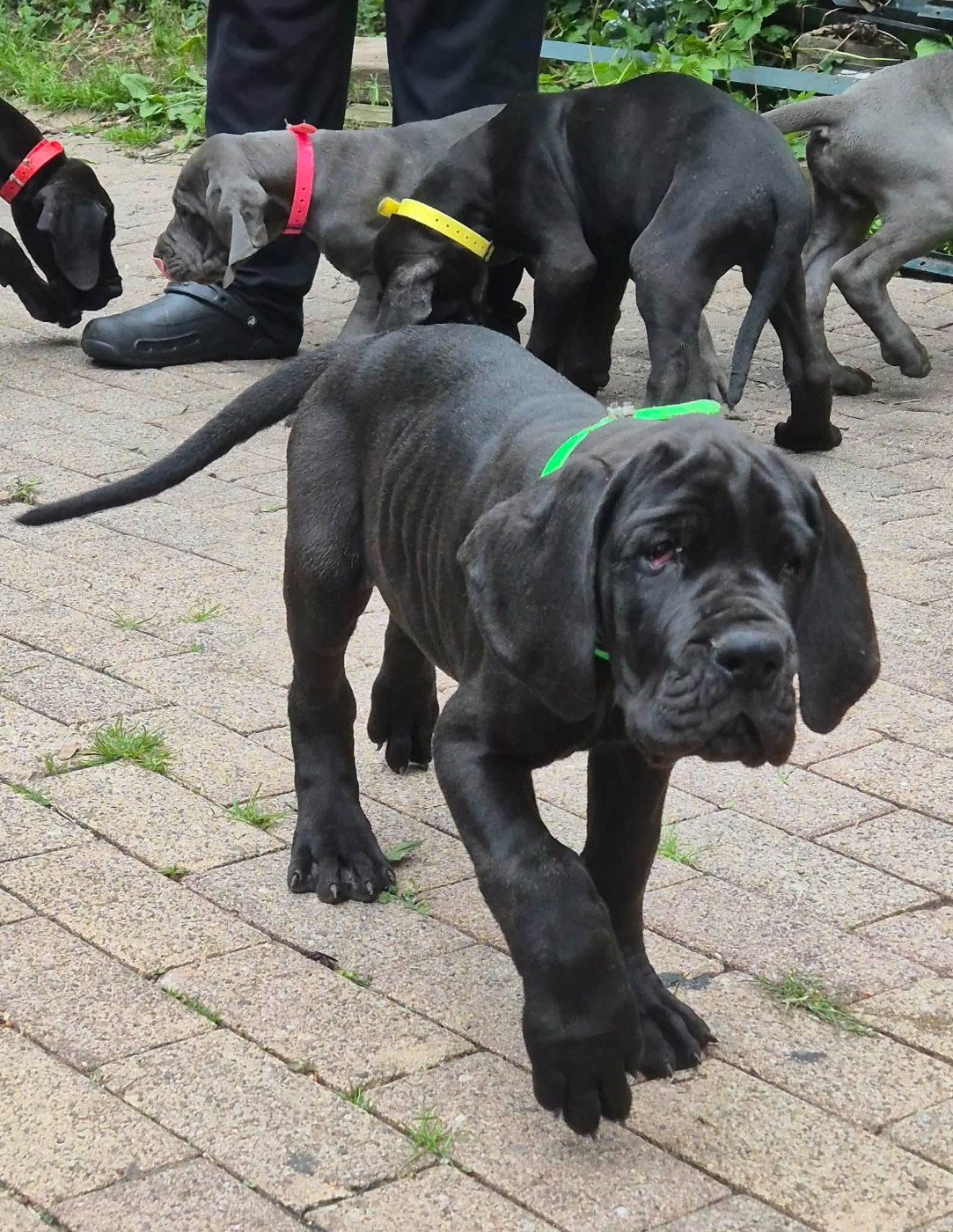 Des Hobereaux De La Zorn - Chiots disponibles - Dogue allemand