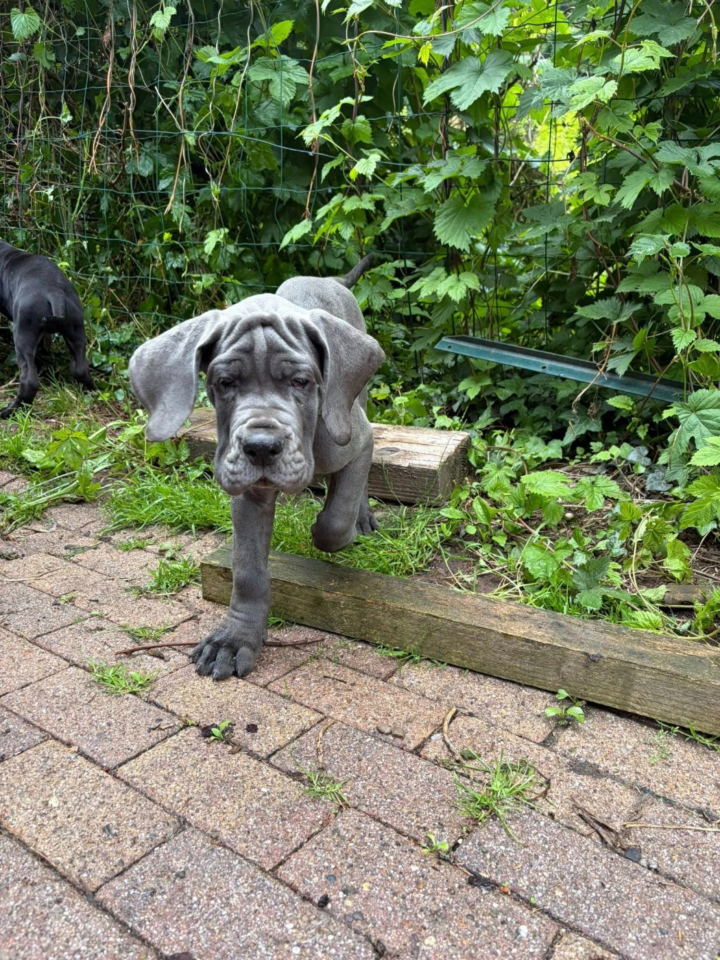 Des Hobereaux De La Zorn - Chiots disponibles - Dogue allemand