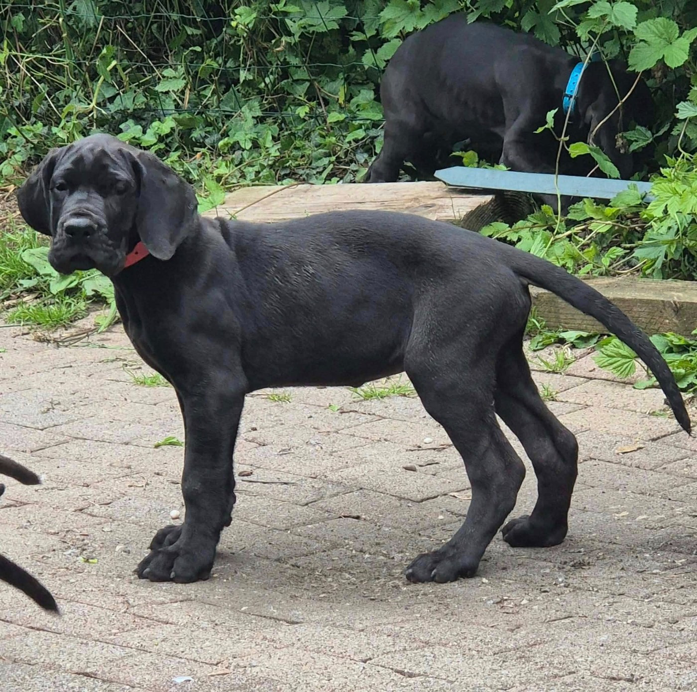 Des Hobereaux De La Zorn - Chiots disponibles - Dogue allemand