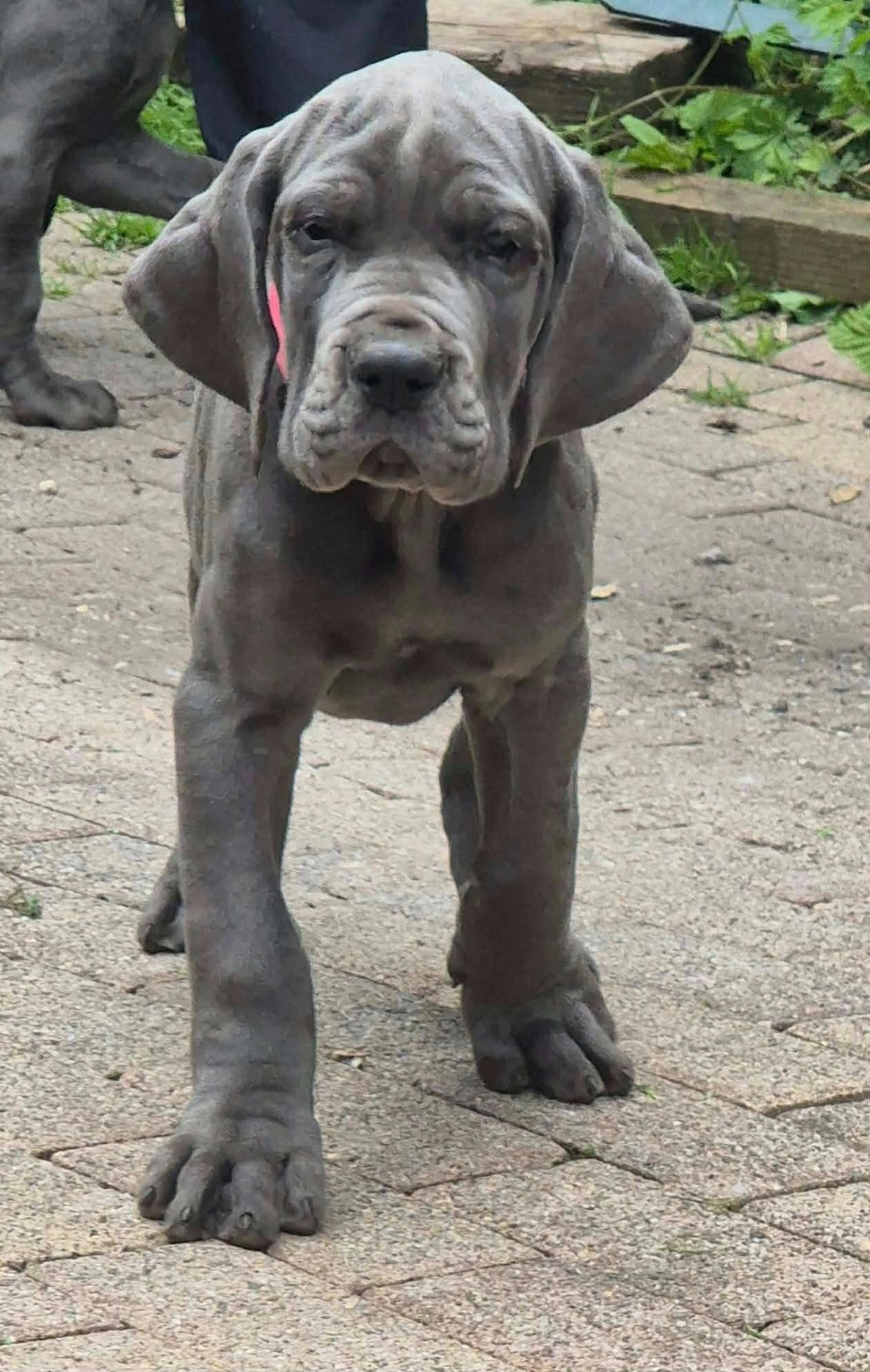 Des Hobereaux De La Zorn - Chiots disponibles - Dogue allemand