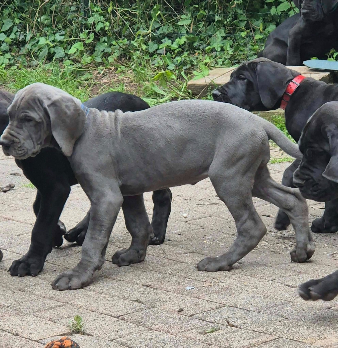Des Hobereaux De La Zorn - Chiots disponibles - Dogue allemand