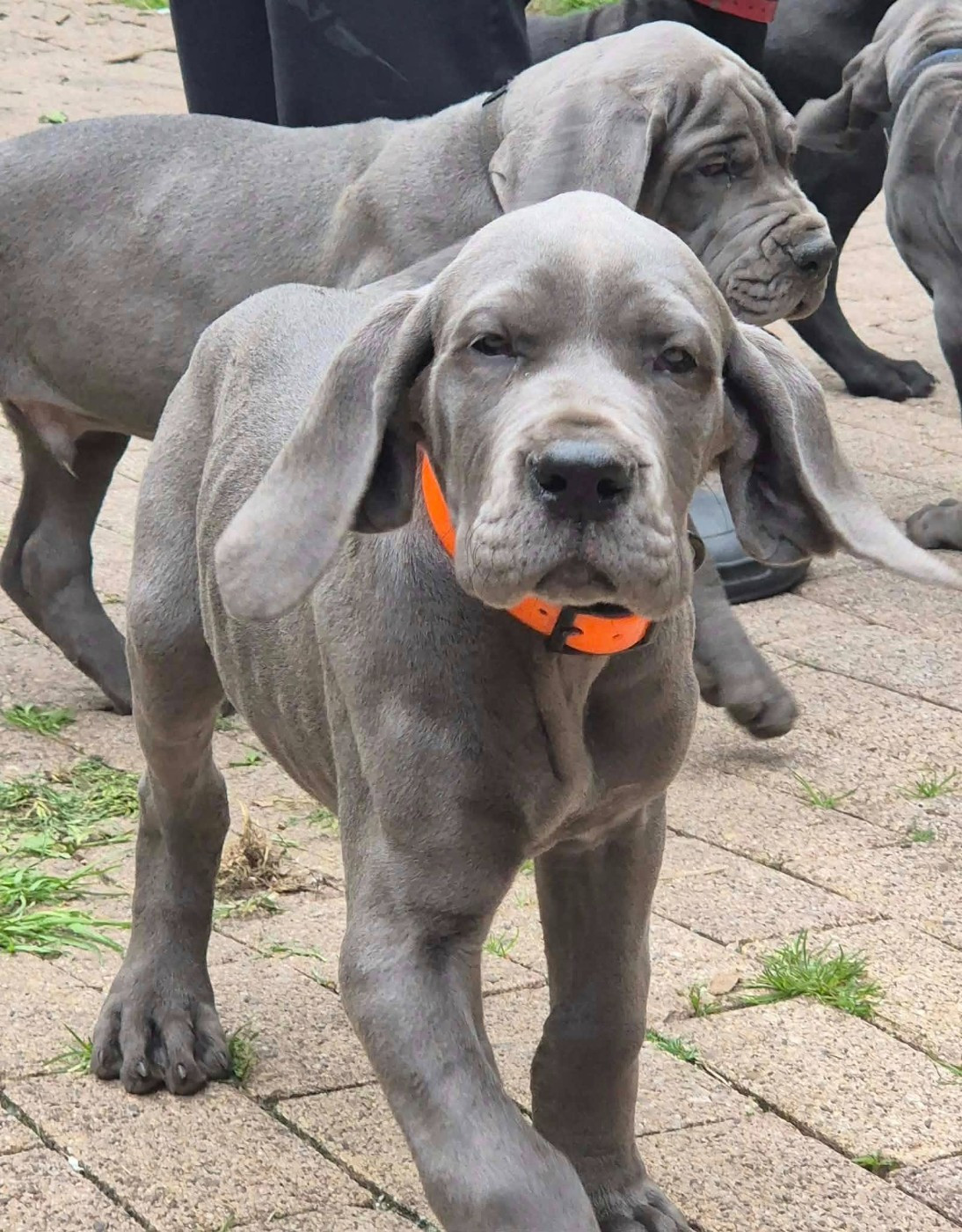 Chiot Dogue allemand Des Hobereaux De La Zorn
