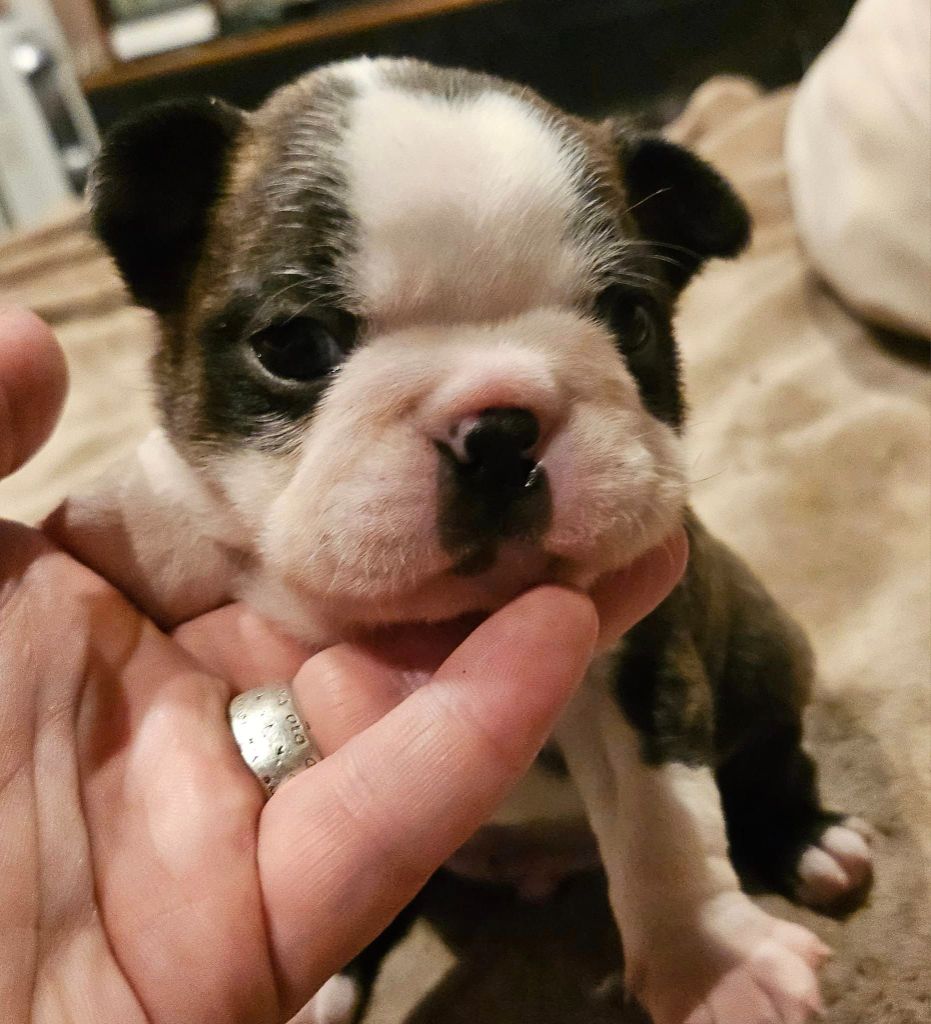 Chiot Boston Terrier Des Hobereaux De La Zorn