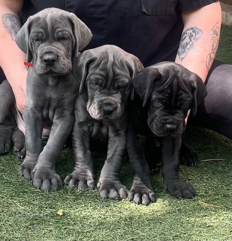 Chiot Dogue allemand Des Hobereaux De La Zorn