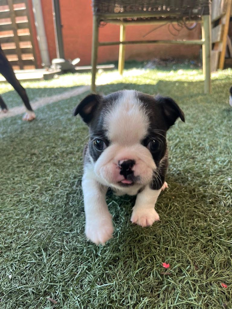 Des Hobereaux De La Zorn - Chiots disponibles - Boston Terrier