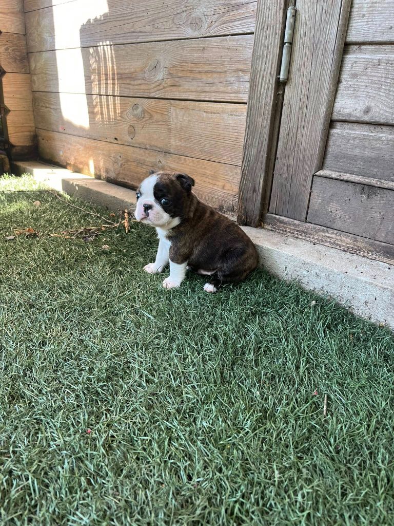 Des Hobereaux De La Zorn - Chiots disponibles - Boston Terrier