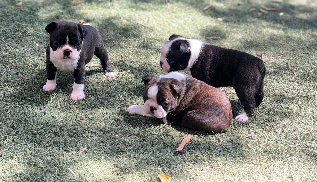 Chiot Boston Terrier Des Hobereaux De La Zorn