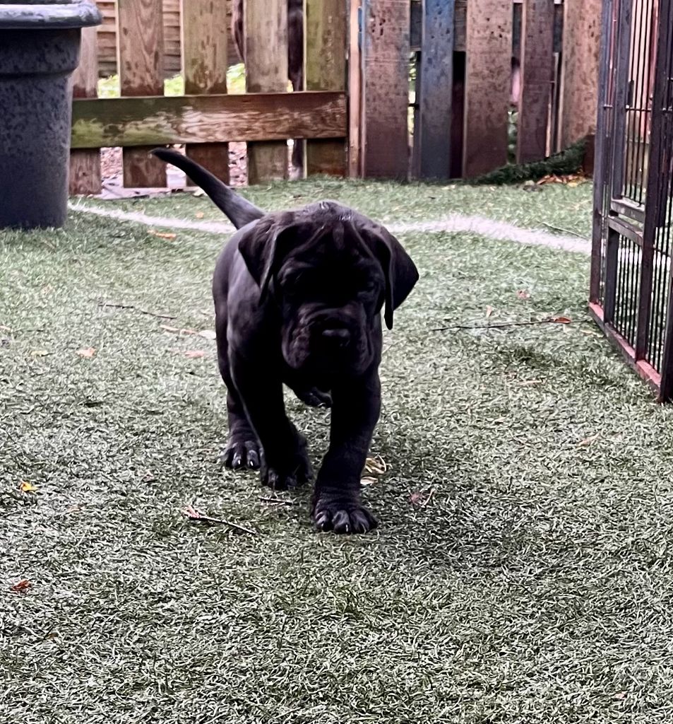 Des Hobereaux De La Zorn - Chiots disponibles - Dogue allemand